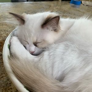 Meet your Posher, Sarah